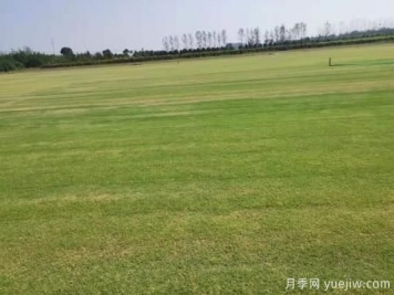 秋季草坪防除雜草需要注意啥？