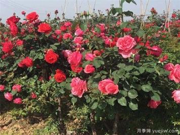 園林人必須知道的100個(gè)花卉基礎(chǔ)知識點(diǎn)