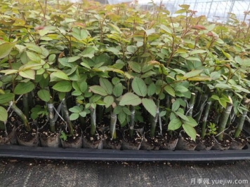 新疆喀什適合月季種植和應(yīng)用嗎？