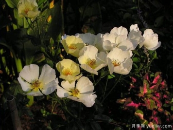 黃色蝴蝶之吻月季的優(yōu)缺點是什么？