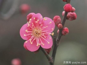 梅花如何栽培？養(yǎng)護(hù)辦法分享