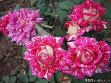 黑龍江花友該如何養(yǎng)殖月季花？