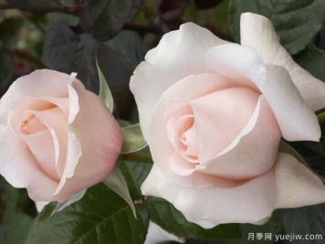 假日島毛伊月季的優(yōu)缺點(diǎn)是什么？
