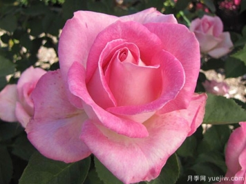 粉色慶典月季的優(yōu)缺點(diǎn)是什么？