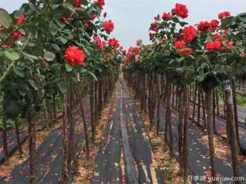 樹狀月季嫁接用的砧木是什么？山木香能規(guī)模種植嗎？