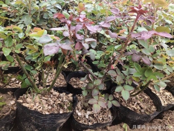 月季花什么季節(jié)選苗種植最好？不同季節(jié)入苗的優(yōu)缺點(diǎn)是什么？