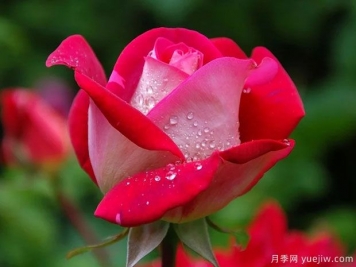 月季花紅蜘蛛危害癥狀，月季紅蜘蛛該如何防治呢？