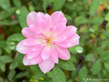 姬月季的養(yǎng)殖方法 姬月季怎么養(yǎng)才會(huì)開花