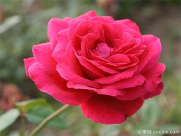 包頭可以種植月季嗎？月季花盛開不是夢