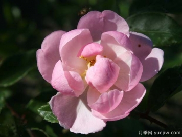 ?小騎士月季的優(yōu)缺點(diǎn)是什么？