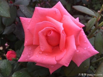 阿曼達(dá)路易絲月季的優(yōu)缺點(diǎn)是什么？