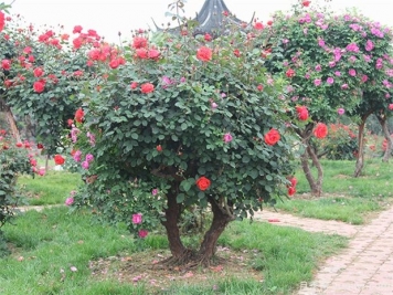 植物景觀的應(yīng)用：?jiǎn)棠九c灌木的應(yīng)用與表達(dá)