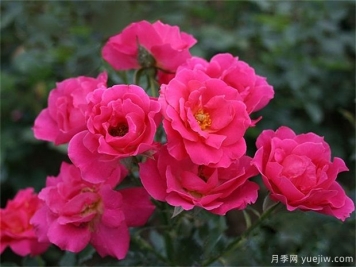 玫瑰花有幾種？栽植哪種好？ 哪種玫瑰花好