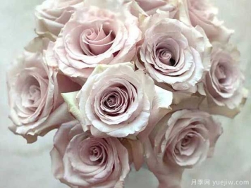 流沙月季的優(yōu)缺點(diǎn)是什么？