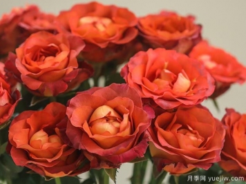咖啡時間月季的優(yōu)缺點是什么？