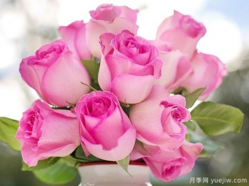 玫瑰花和月季花有什么區(qū)別？