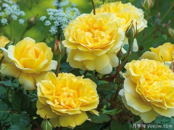 詩人的妻子月季的優(yōu)缺點(diǎn)是什么？有哪些