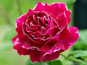 廣東紫袍玉帶月季會(huì)開(kāi)花嗎？