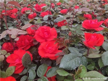 月季花的種子能種嗎？月季花養(yǎng)殖方法