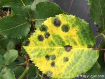 月季黑斑病的癥狀和治療，需要遮陰干燥通風(fēng)
