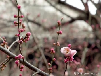 蠟梅和梅花有什么區(qū)別？
