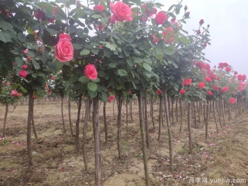 苗木樹(shù)木偏冠怎么救治！