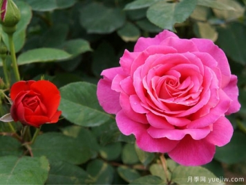 花卉苗木交易中怎么區(qū)分一級苗和二級苗？
