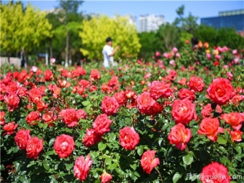 草本花卉修剪秘笈，養(yǎng)花人必看！
