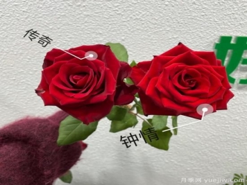 花店常備的15種紅玫瑰是什么？有什么優(yōu)缺點？