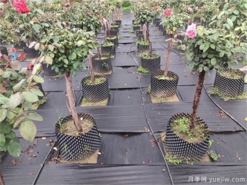 育苗容器影響植物生長嗎？樹狀月季是否適合容器苗？