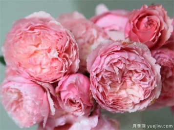 美咲(xiao)月季如何養(yǎng)植？