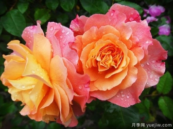 南陽方城：月季產(chǎn)業(yè)，綠色發(fā)展引領生態(tài)之基