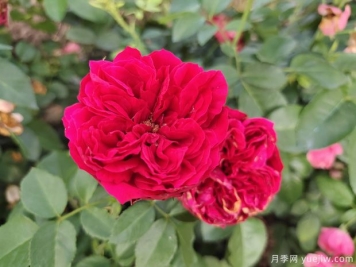 紅龍?jiān)录净?，花瓣長(zhǎng)的大，艷麗漂亮插花美觀