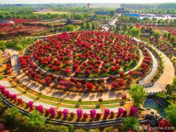 南陽(yáng)月季花開全球，南陽(yáng)月季基地?cái)M建特色小鎮(zhèn)