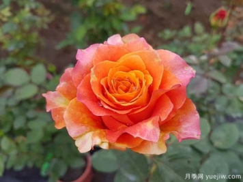 自由精靈月季/火靈鳥/自由主義