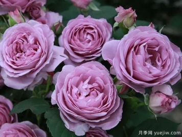 藍(lán)色陰雨?和?藍(lán)色?風(fēng)暴，哪個(gè)月季花更優(yōu)秀？