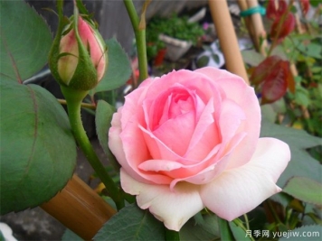 2024年熱門20個經(jīng)典藤本月季品種，做月季花墻你喜歡