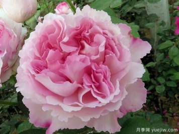 伊芙芳香催眠月季/伊芙二號(hào)月季