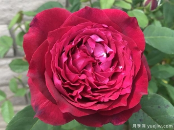 詹尼斯月季的優(yōu)缺點是什么？