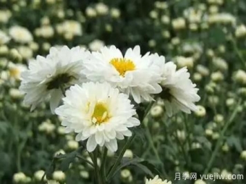 白菊花怎么養(yǎng)？菊花栽培注意事項(xiàng)