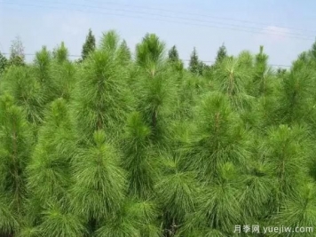 馬尾松苗木種植培育技術(shù)實施要點