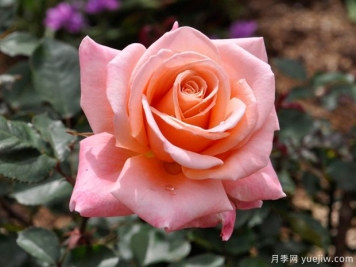 薩曼莎的夢想月季的優(yōu)缺點是什么？