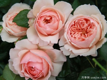 真宙月季，耐熱不耐曬，適合二廣花友的美麗月季