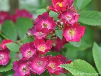 少見的30款巨型爬藤月季，高達(dá)5米適合做花墻拱門
