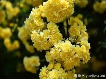 黃木香開花好看又好聞，快速花墻