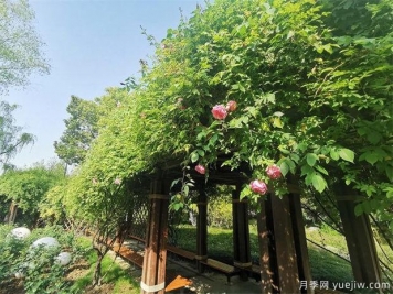 常州紫荊公園古老月季漸次開(kāi)放，展示市花的獨(dú)特文化魅力