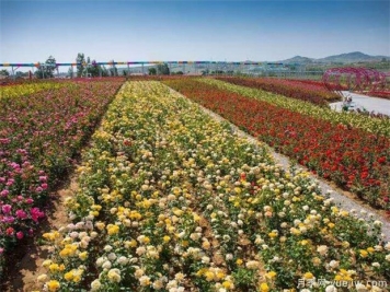 豐花月季與普通月季的區(qū)別？園林花壇喜歡用的特點