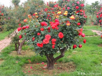 古樁月季千百艷，老樹新花時(shí)時(shí)春