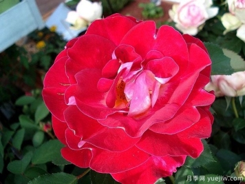 艾琳梅瑞施玫瑰月季的優(yōu)缺點(diǎn)是什么？