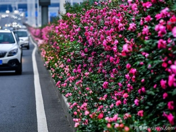 湖北武漢二環(huán)月季開放，48公里全線成景觀花海大道